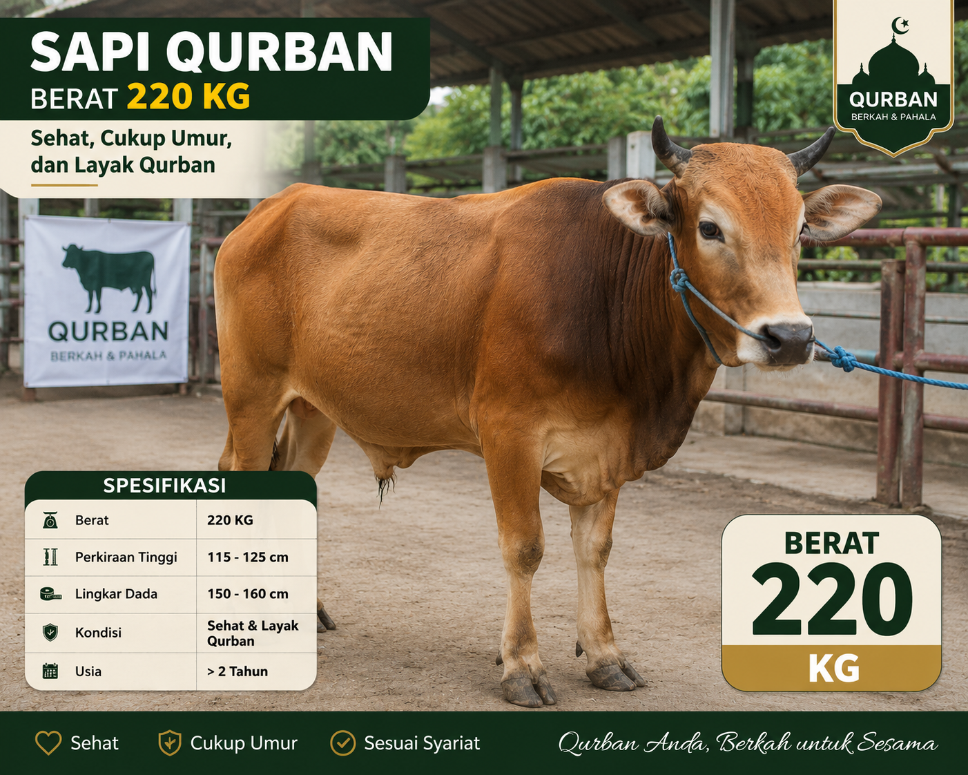 Patungan 1/7 Sapi Paket 1